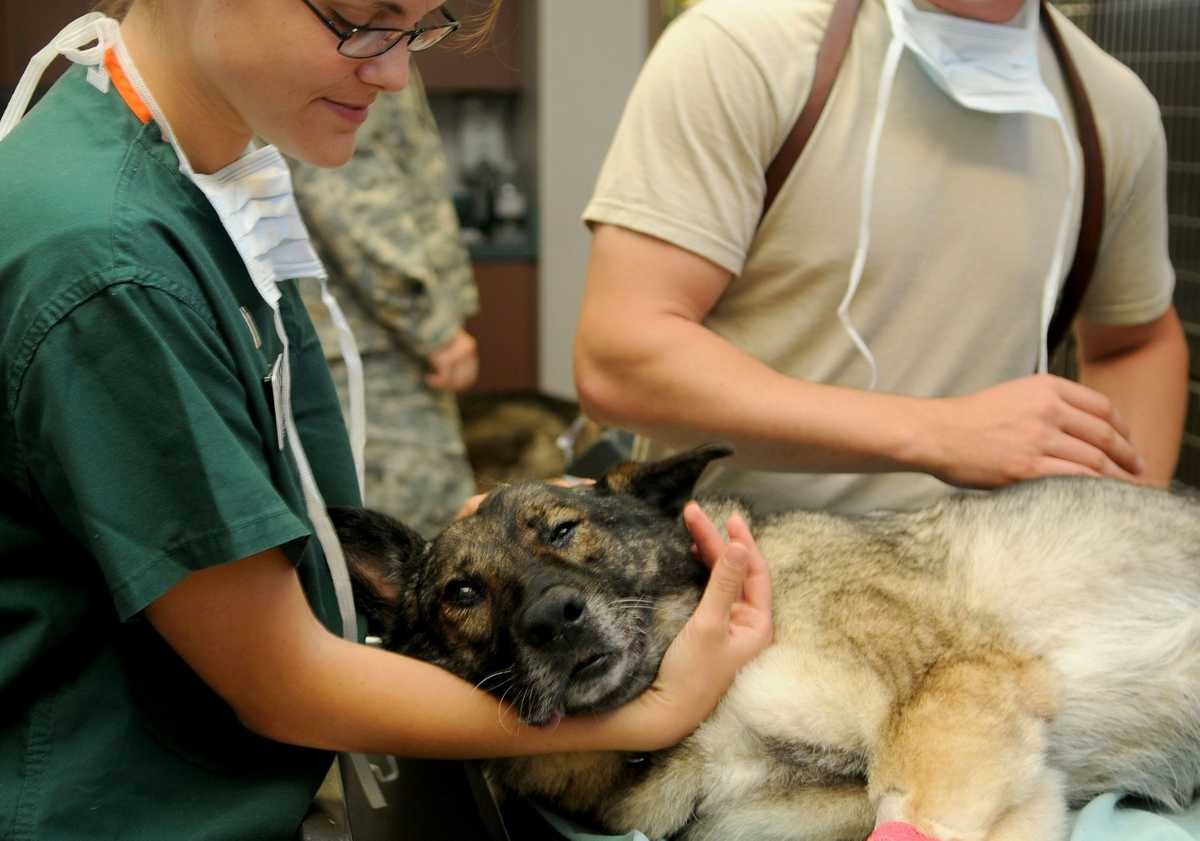 Veterinary Technician Degree Programs Online